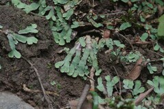 Plagiochasma rupestre rupestre