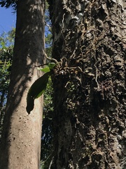 Rhinerrhiza divitiflora