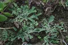 Plagiochasma rupestre rupestre