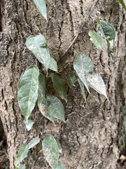 Ficus sarmentosa