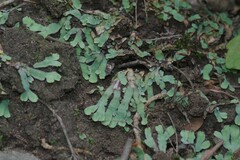 Plagiochasma rupestre rupestre