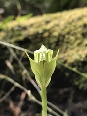 Pterostylis hildae