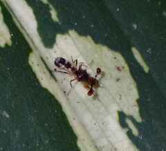 Megalabops quadriguttata