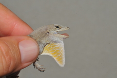 Anolis jubar albertschwartzi
