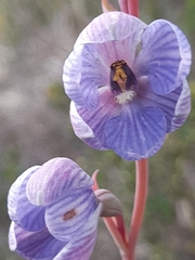 Thelymitra campanulata