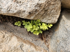 Cryptogramma cascadensis