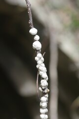 Ceroplastes
