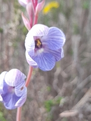 Thelymitra campanulata
