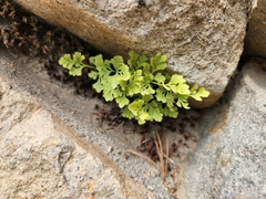 Cryptogramma cascadensis
