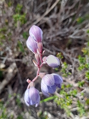 Thelymitra campanulata