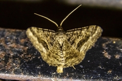 Frederickia s-signata