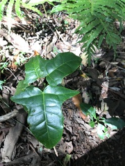 Brachychiton acerifolius