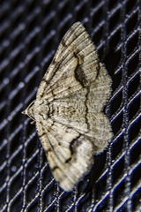 Frederickia s-signata