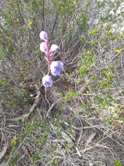 Thelymitra campanulata