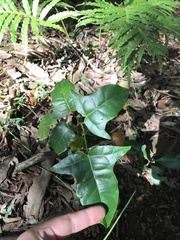 Brachychiton acerifolius