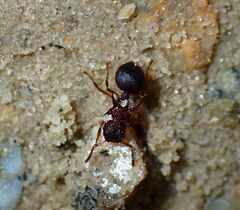 Meranoplus mucronatus