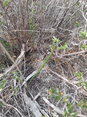 Thelymitra campanulata