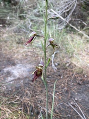 Calochilus paludosus