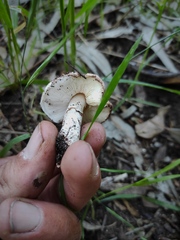 Lepiota