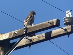 Buteo lineatus elegans
