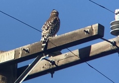 Buteo lineatus elegans