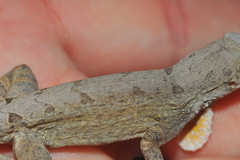 Anolis jubar albertschwartzi