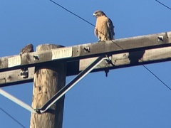 Buteo lineatus elegans
