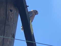 Buteo lineatus elegans