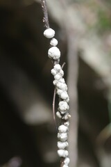 Ceroplastes
