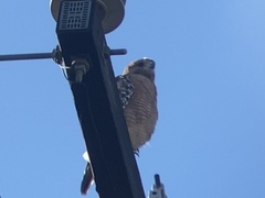 Buteo lineatus elegans