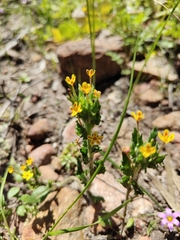 Zaluzianskya divaricata