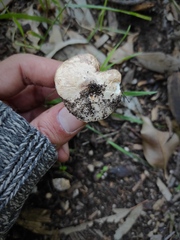 Lepiota