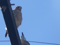 Buteo lineatus elegans