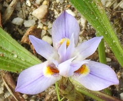 Moraea setifolia