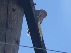Buteo lineatus elegans