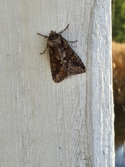 Allophyes oxyacanthae