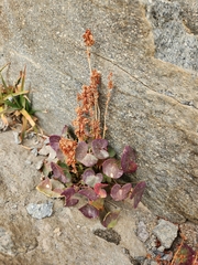 Oxyria digyna