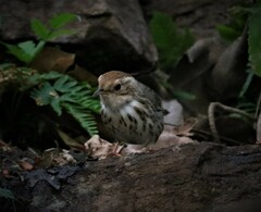 Pellorneum ruficeps