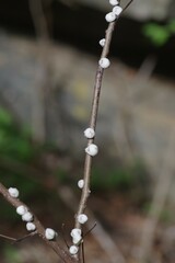 Ceroplastes