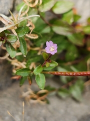 Epilobium anagallidifolium