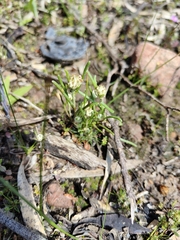 Siloxerus multiflorus