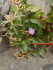 Epilobium anagallidifolium