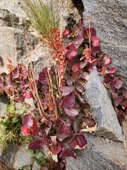 Oxyria digyna
