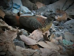 Galloperdix lunulata