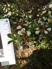 Spyridium spathulatum