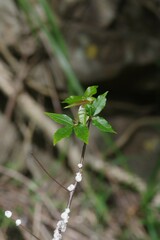 Searsia chirindensis