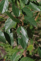 Ficus sur