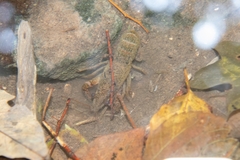Procambarus clarkii