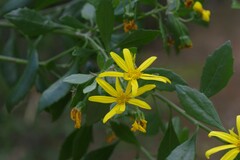 Osteospermum moniliferum