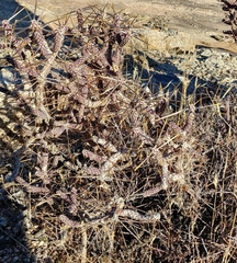 Cylindropuntia ramosissima